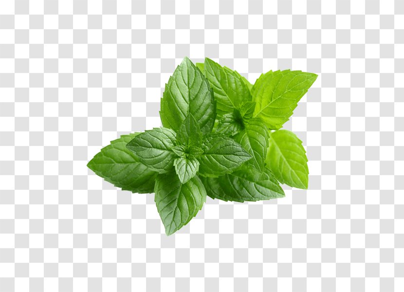 Chewing Gum Peppermint Mentha Spicata Organic Food Water Mint - Pepermint Transparent PNG