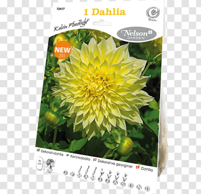 Dahlia Flower Bulb Yellow Tuber - Dandelion - Pinnata Transparent PNG