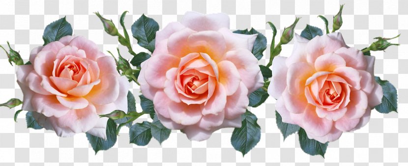Garden Roses Cabbage Rose Cut Flowers Floribunda - Peach Rosette Transparent PNG