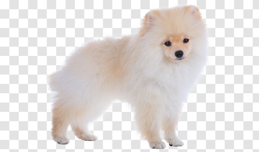 German Spitz Mittel Klein Pomeranian Japanese Finnish - Dog - Puppy Transparent PNG