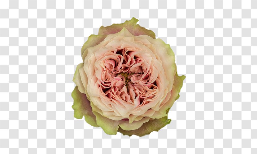 Garden Roses Helen Of Troy Cabbage Rose Flower Floristry - Turtle Sombrero Fiesta Transparent PNG