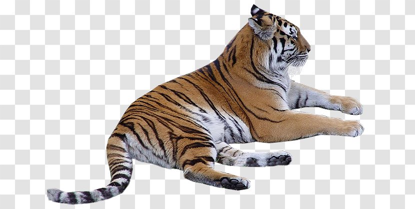 Tiger Big Cat Whiskers Terrestrial Animal - Siberian - Animals Background Transparent PNG