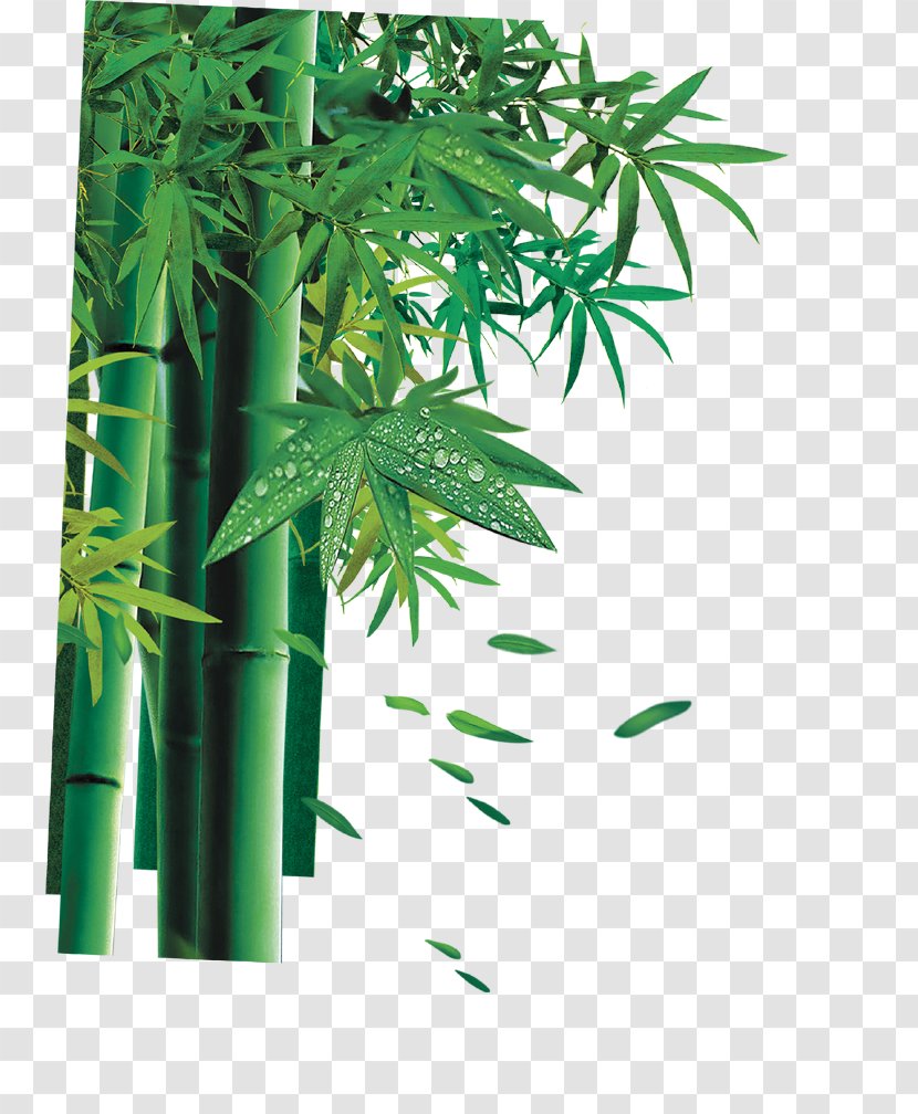 Bamboe Bamboo - Landscape Transparent PNG