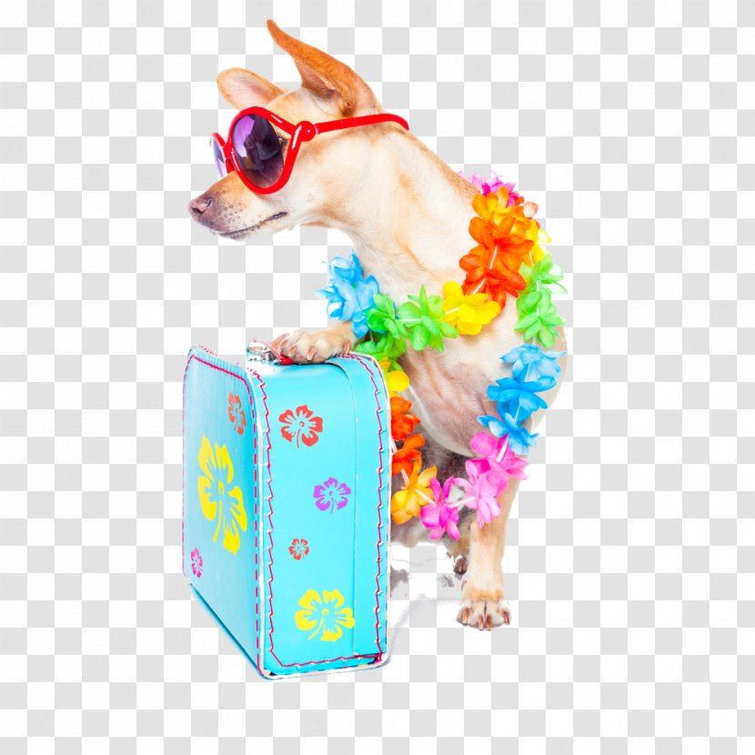 Stock Photography Chihuahua Summer Vacation Transparent PNG