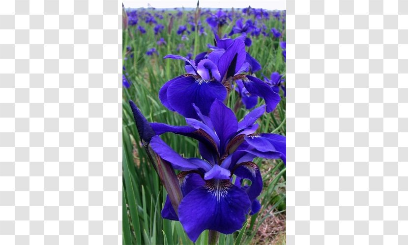 Northern Blue Flag Siberian Iris Bulb Orris Root Plant - Flowering Transparent PNG