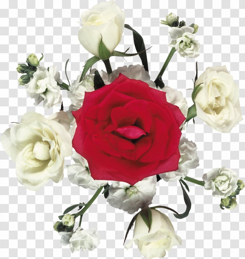 Garden Roses Cut Flowers Centifolia Beach Rose - Flower Arranging - White Transparent PNG