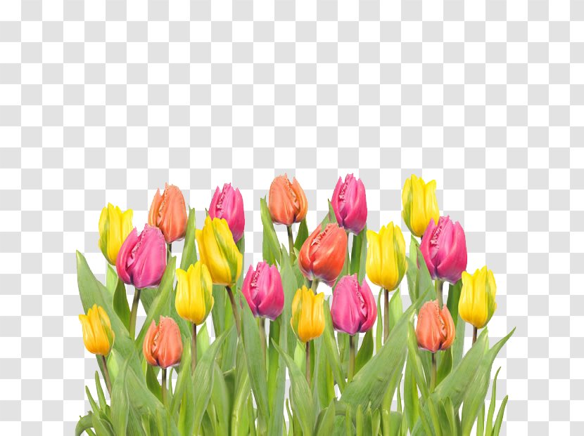 Tulip Mania Flower - Petal - Beautiful Colored Pictures Transparent PNG
