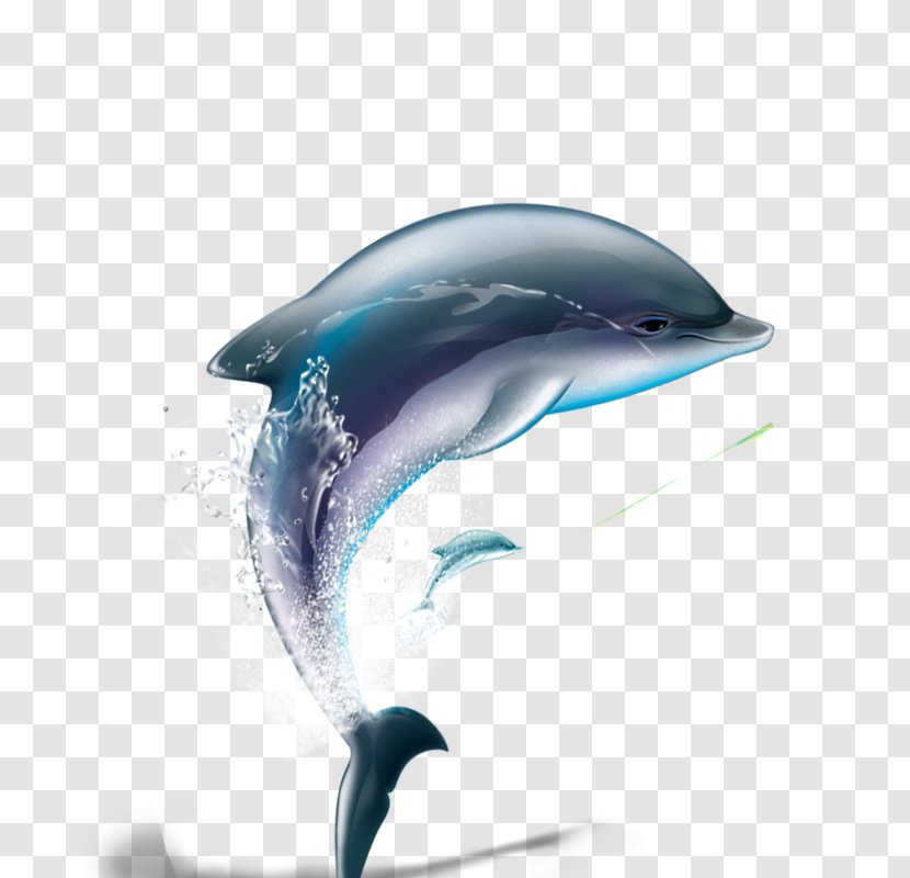 Dolphin Computer File - White Beaked Transparent PNG
