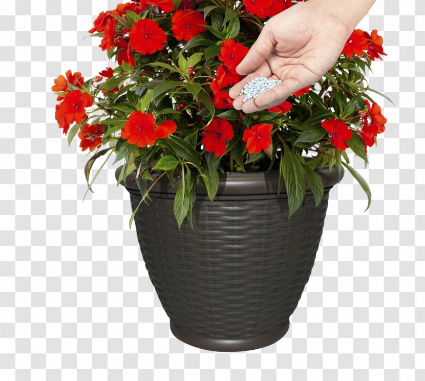 Flowerpot Elatior Begonia Container Garden Plants - Gardening Transparent PNG