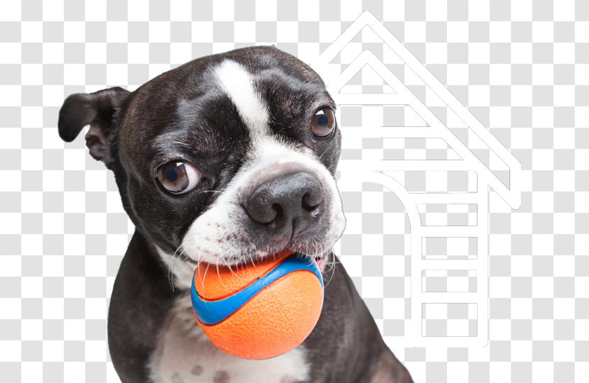 Boston Terrier Pet Sitting Companion Dog Breed Cat - Kennel - Playing Transparent PNG