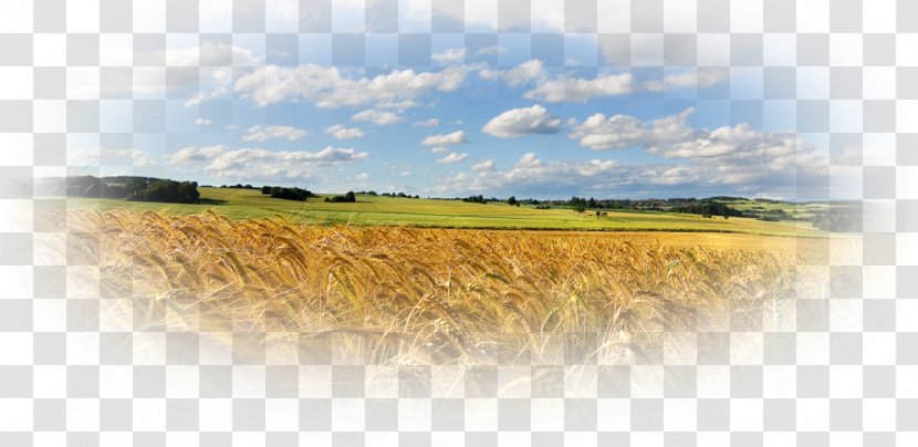 Desktop Wallpaper Rural Area Wheat Field Corn Agriculture - Foreign Exchange Market Transparent PNG