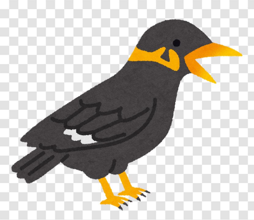 Common Myna Hill Bird Crested Transparent PNG