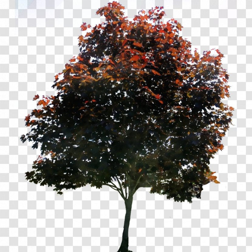 Plane - Maple - Sweet Gum Oak Transparent PNG