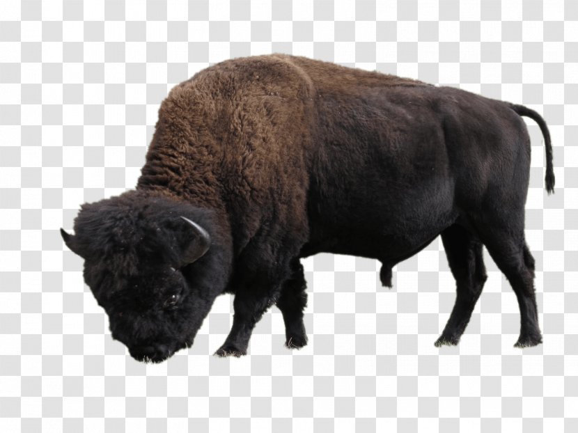 Elk Island National Park Wood Buffalo American Bison Transparent PNG