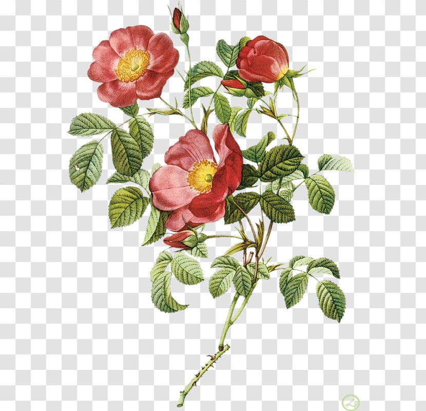 Flowers Les Roses Pierre-Joseph Redouté (1759-1840) Drawing - Floribunda Transparent PNG