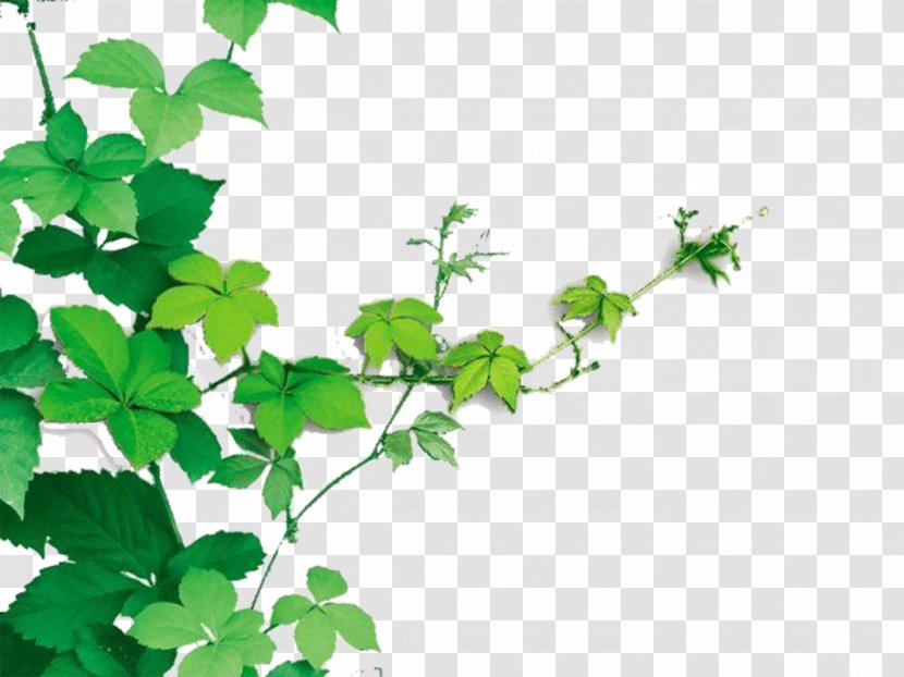 Vine Plant Raster Graphics - Tree - Vines Are Available For Free Download Transparent PNG