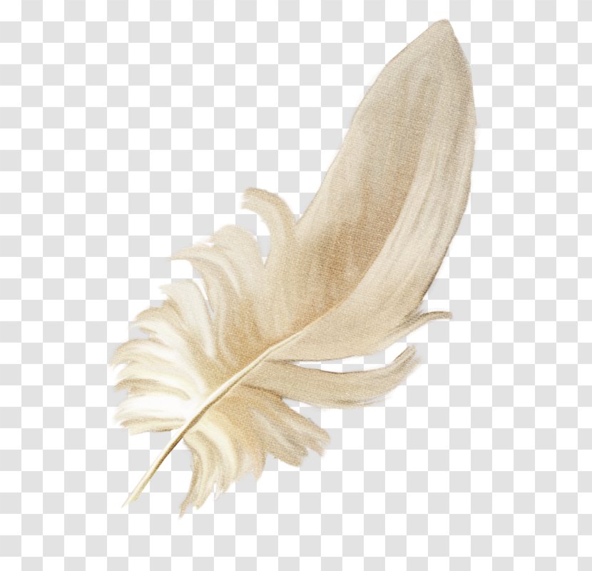 Feather Clothing Dress Flight Wing - Bird Transparent PNG