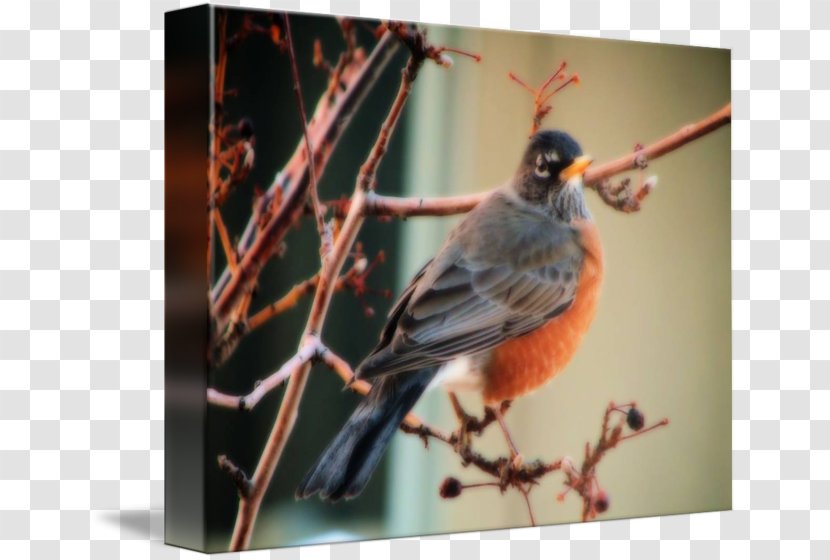 Finches American Sparrows Beak Fauna Feather - Robin Transparent PNG