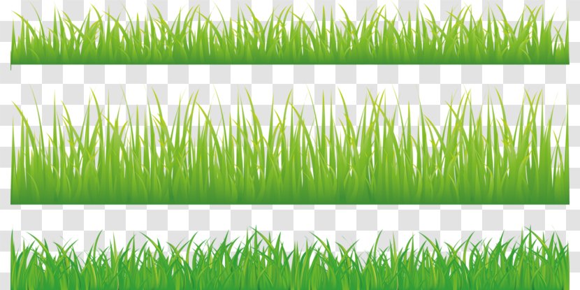 Royalty-free Stock Photography Green Illustration - Decorative Grass Transparent PNG