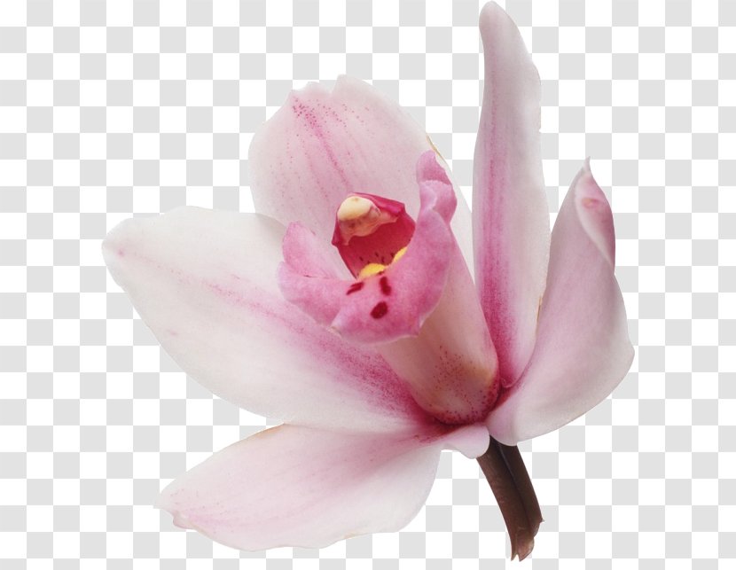 Orchids Flower Bouquet Petal - Flowering Plant Transparent PNG