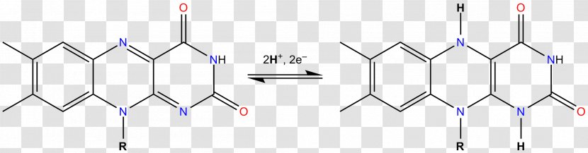 Flavin Adenine Dinucleotide NADH Dehydrogenase Group Nicotinamide - Light - U Transparent PNG