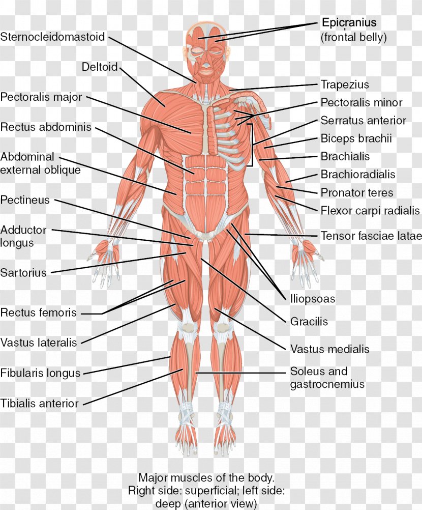 Human Body Skeletal Muscle Skeleton Anatomy - Flower - Silhouette Transparent PNG