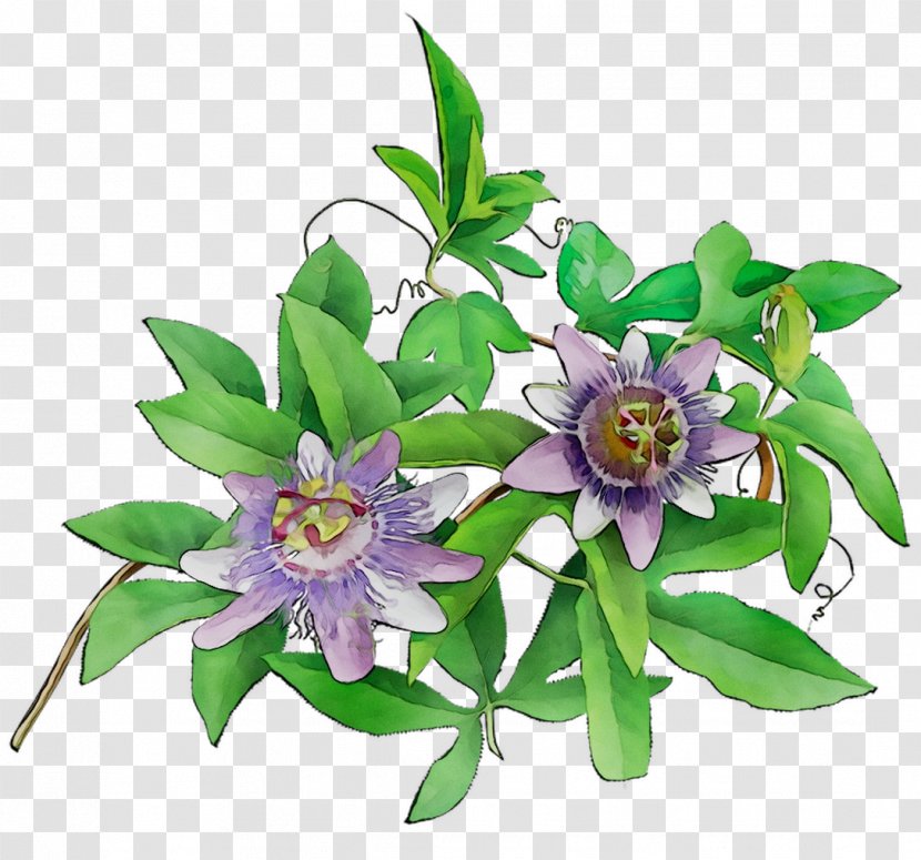 Passion Flower Floral Design Cut Flowers - Leaf Transparent PNG