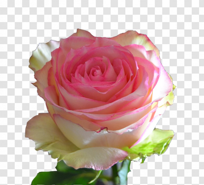 Garden Roses Floribunda Centifolia Pink Cut Flowers - Flowering Plant - Bi Colored Transparent PNG