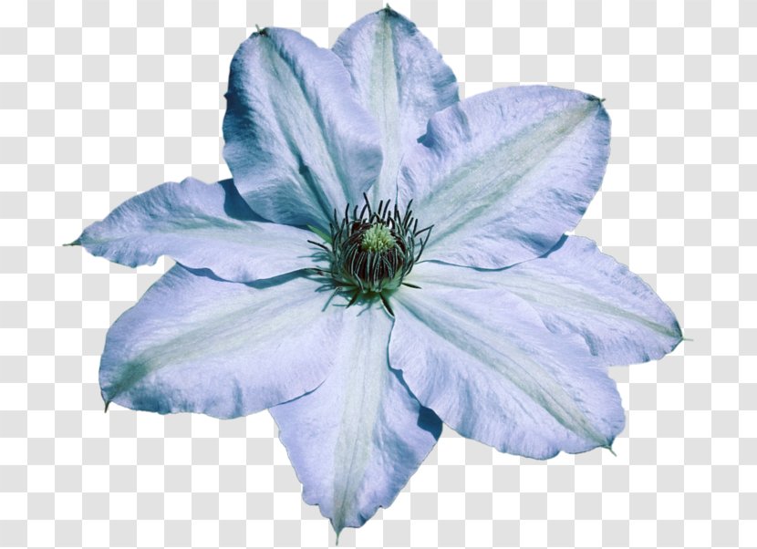 Blue Leather Flower Elisa's Creation Knife Chicory - Bayou Transparent PNG