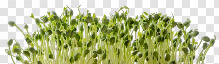 Wheatgrass Crop Cereal Grain Food - Plant - Germination Transparent PNG