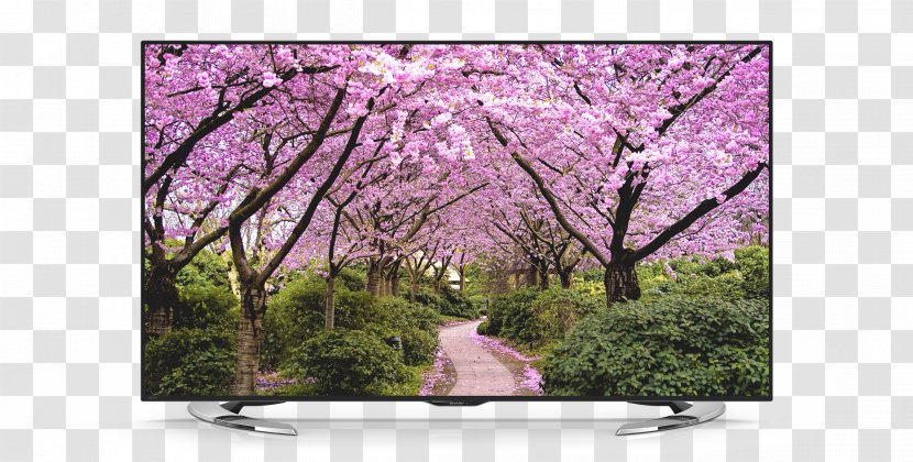 Desktop Wallpaper Season Spring Cherry Blossom Autumn Transparent PNG