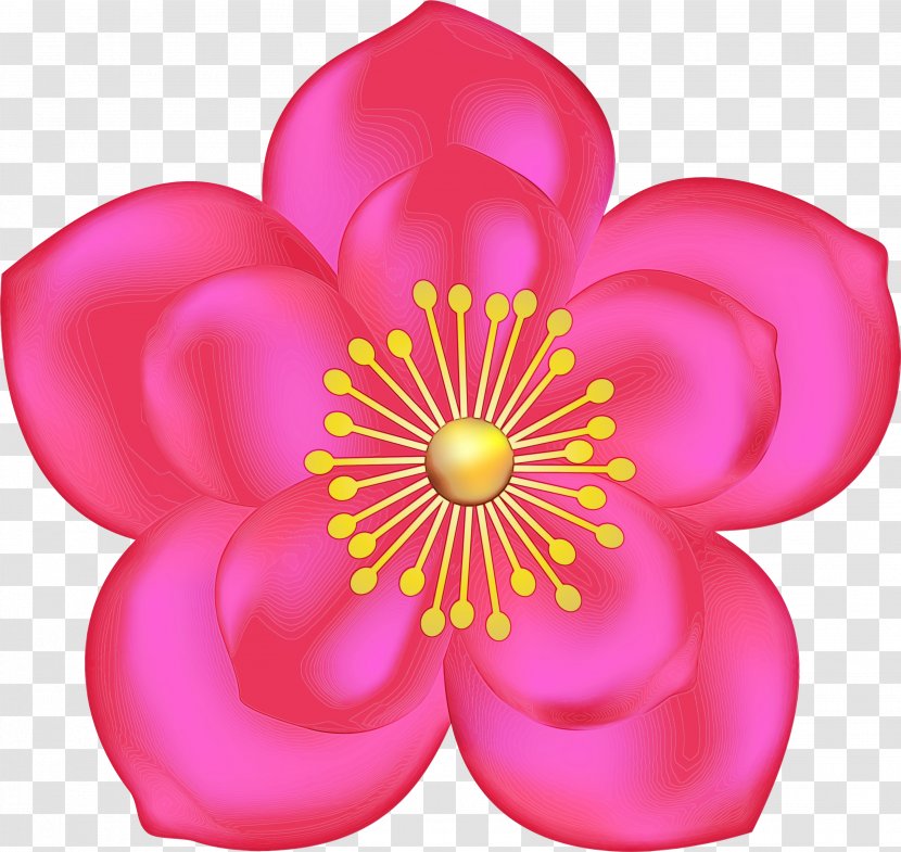 Petal Pink Flower Plant Magenta - Perennial Wildflower Transparent PNG