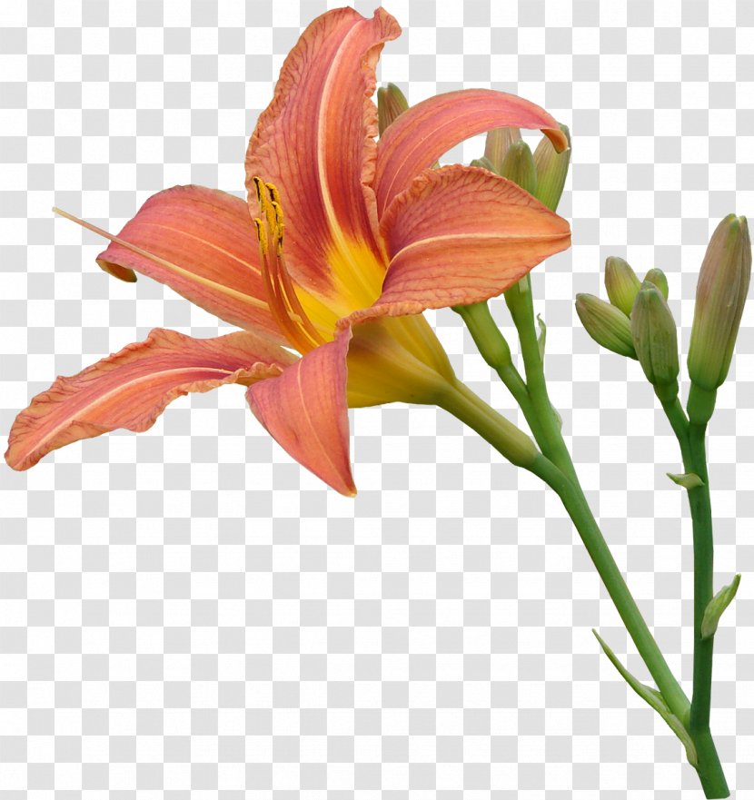 Lilium Transparency And Translucency Pink Flowers Clip Art - Petal - Daylily Transparent PNG