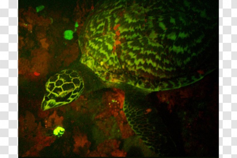 Hawksbill Sea Turtle Glow In The Dark Creatures Deep Creature - Animal Transparent PNG