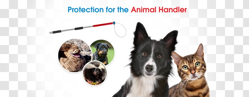 Dog Breed Cat Animal Control And Welfare Service Pet - Catch Transparent PNG
