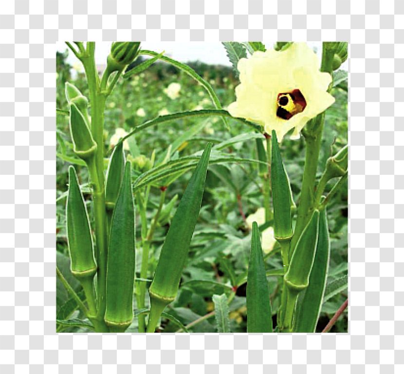 Okra Vegetable Seed Fruit Bitter Melon - Crop Transparent PNG