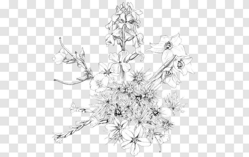 Floral Design Pine Sketch - Line Art Transparent PNG