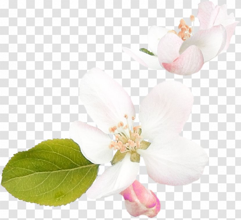 Cherry Blossom ST.AU.150 MIN.V.UNC.NR AD Rose Family Cherries - Spring Flower Transparent PNG