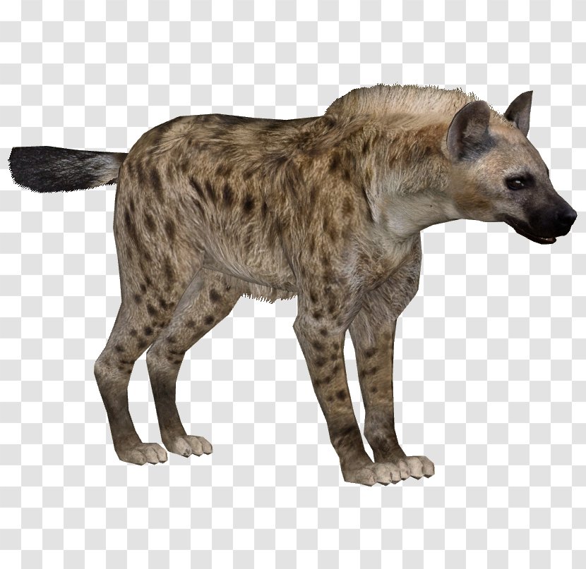 Striped Hyena Zoo Tycoon 2 - Carnivoran Transparent PNG