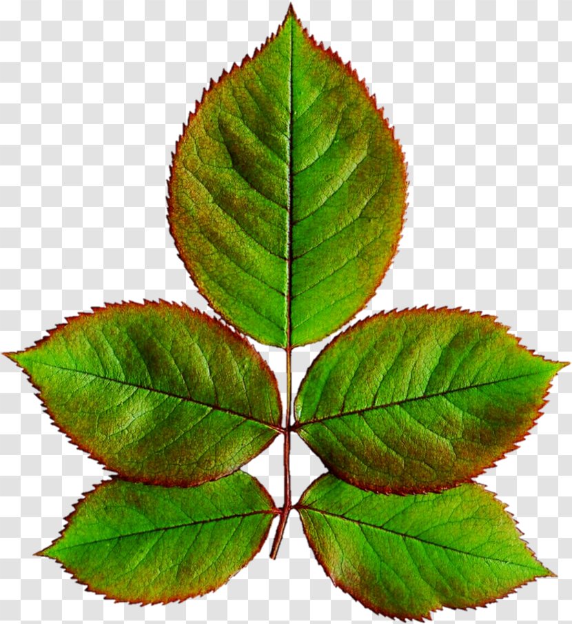 Horse Chestnut Tree - Leaf - Elm Common Transparent PNG
