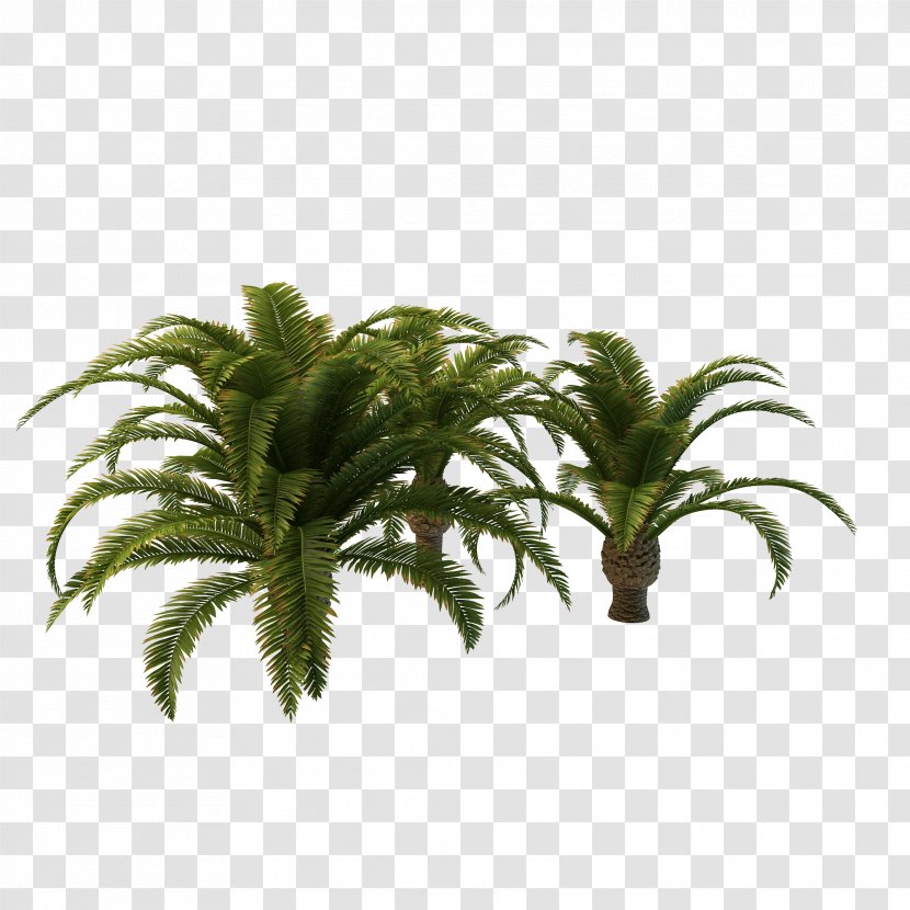 Arecaceae Tree Vascular Plant Clip Art - Arecales - Long Palm Clipart Transparent PNG
