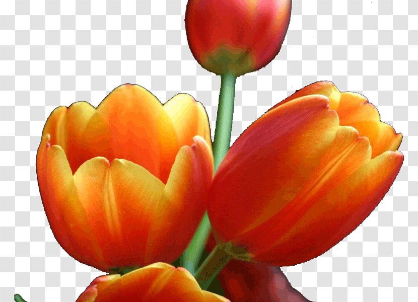 Tulip Cut Flowers Petal Plant Stem Transparent PNG