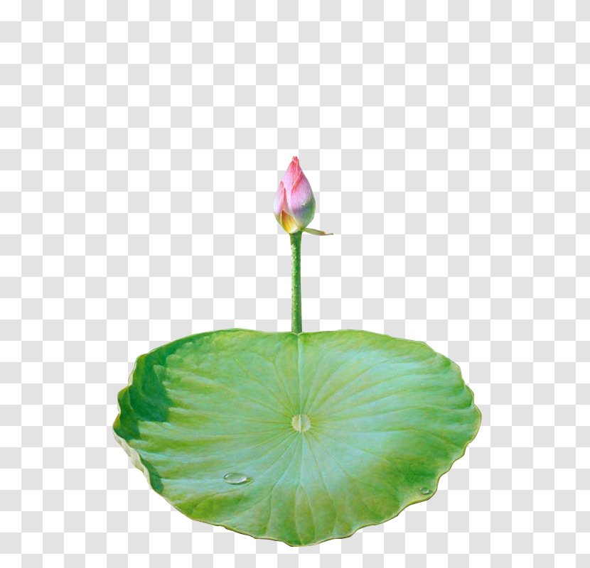 Nelumbo Nucifera Lotus Effect Icon - Watercolor Painting - Leaf Transparent PNG
