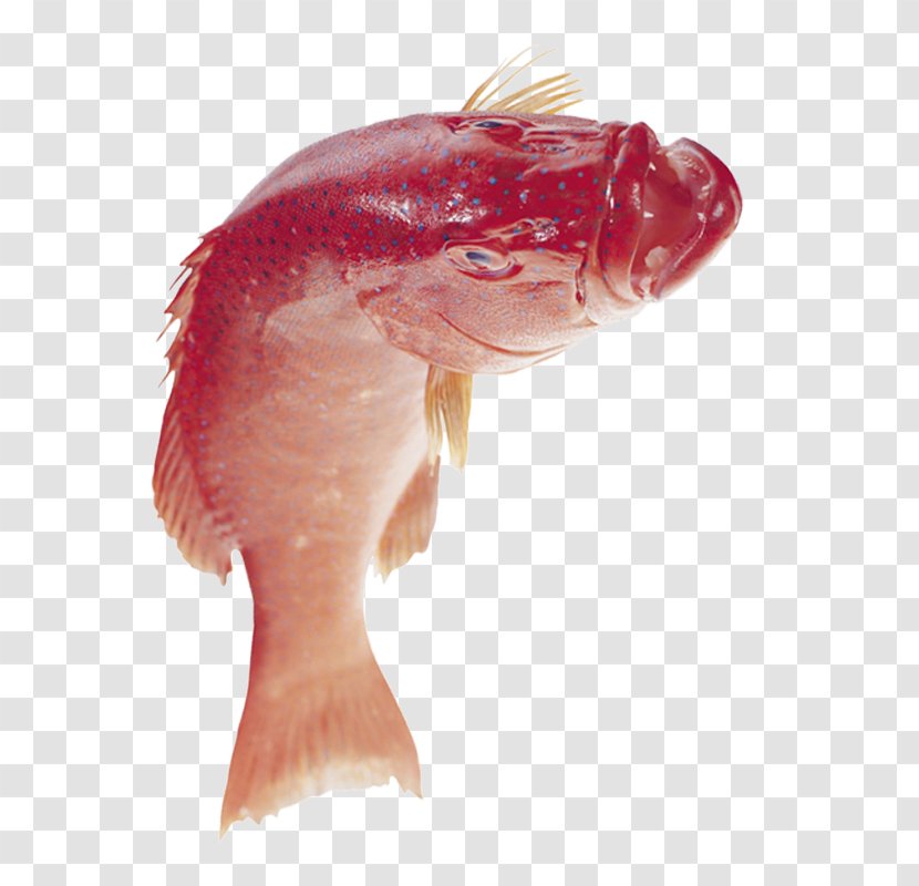 Fish - Tree - Fresh Head Picture Transparent PNG
