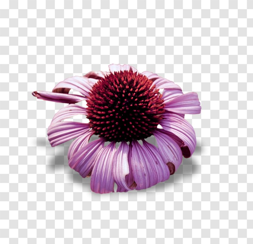 Flower Christmas Gift Petal Transvaal Daisy - Violet Transparent PNG