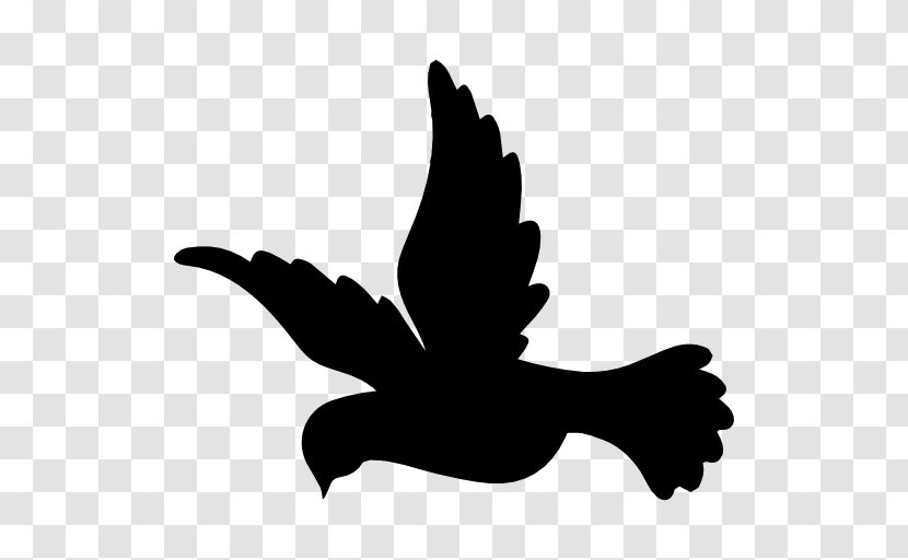 Bird Flight Columbidae Domestic Pigeon Transparent PNG