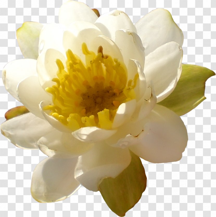 Flower Yellow Aquatic Plants Clip Art - Peony - Lotus Transparent PNG