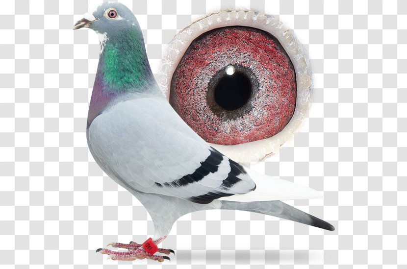 Racing Homer Columbidae Pigeon Animal - Domestic Transparent PNG