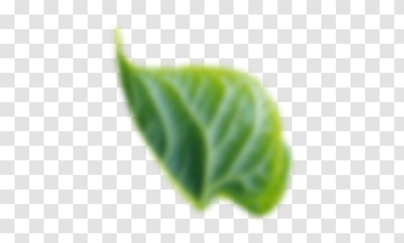 Leaf Gotham TrueType Plant Transparent PNG