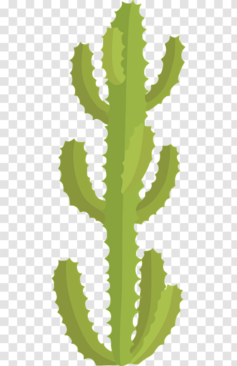 Plant Stem Leaf Flower Citroën Cactus M Font Transparent PNG